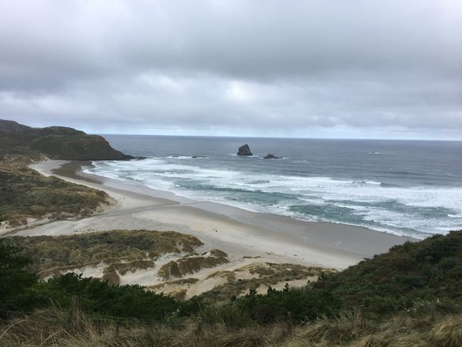 Auf Tuchfühlung mit Seelöwen in Dunedin