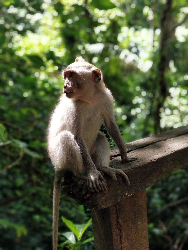 little monkeys of Bali