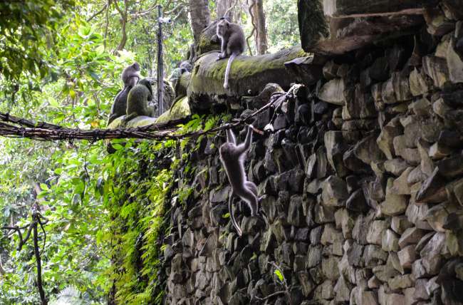 29.09.2016 - Indonesia, Bali, Ubud (Monkey Forest)