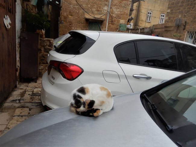 Zurück in Akko: die Kätzchen hier sind noch müde