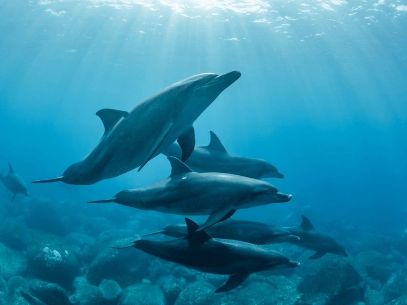 delphinschwimmen-hurghada