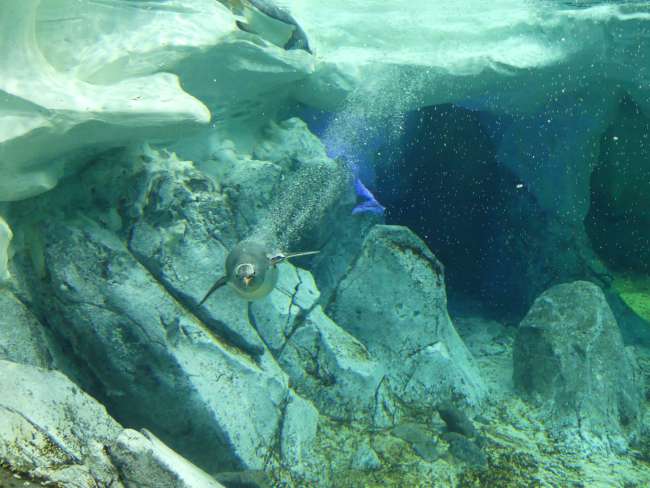 Rockhopper penguin underwater