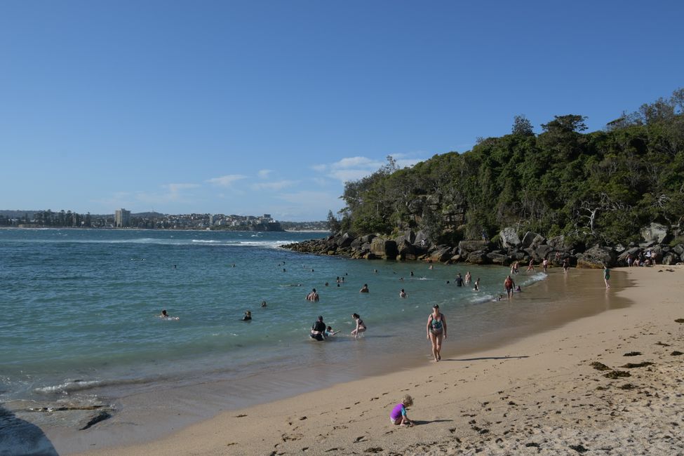 Manly - Shelly Beach