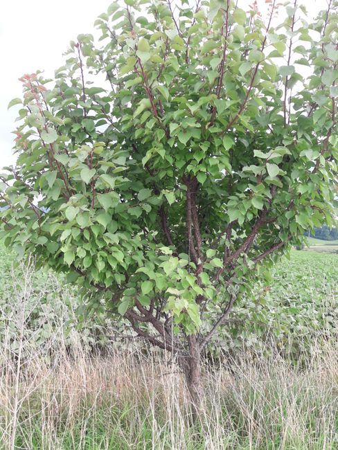 an apricot tree