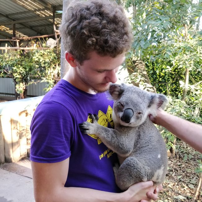 14.09.2018 day 5 koala sanctuary