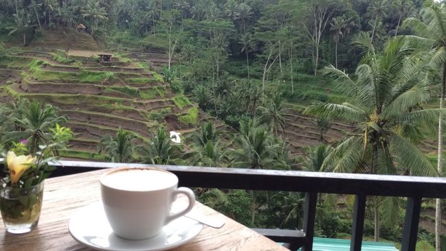 Die Reisterassen in Ubud. So kann man seinen Kaffee doch geniessen!