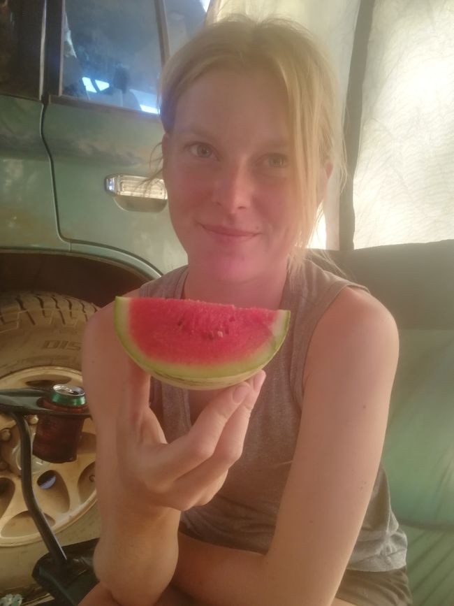 Miniwassermelonen, die zum Teil nach Japan exportiert werden und die man beim Beladen des Anhängers wie rohe Eier behandeln muss