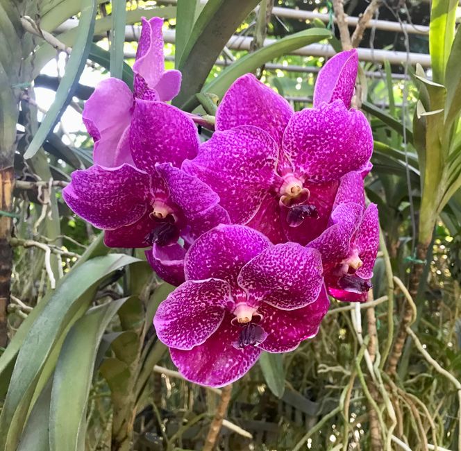 Bai Orchids Farm