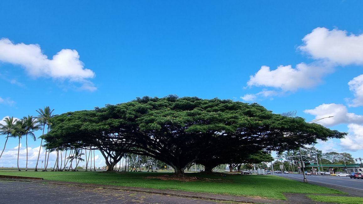 Hawaii 2022 - Teil 1: Big Island