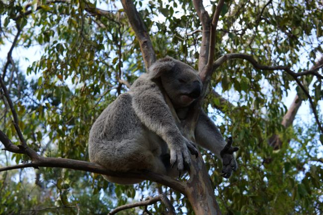 Koala beim Schlafen