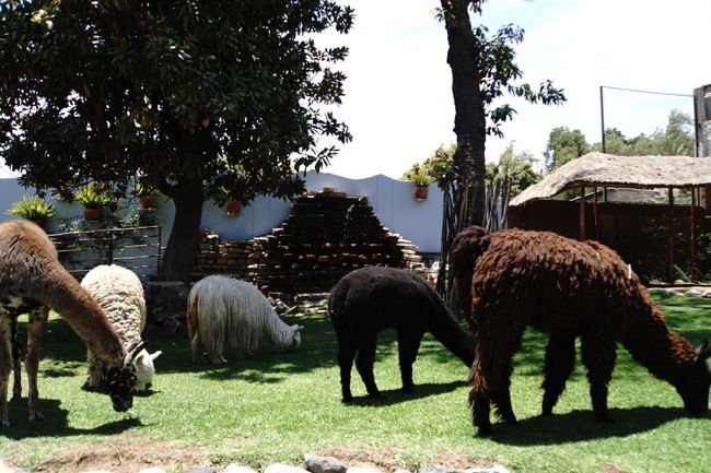 Lamas und Alpakas im Wollmuseum