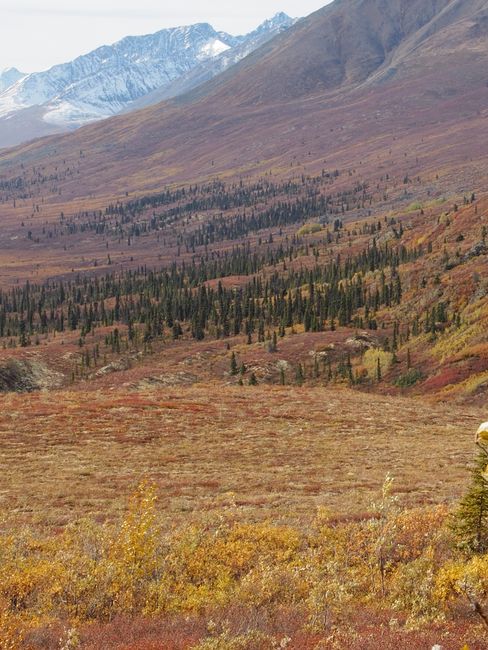 Dempster Highway, Goldrush - and only 200km to the Arctic Circle