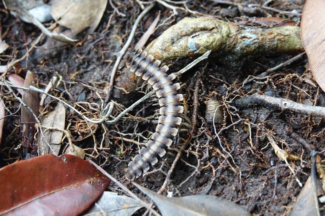 Hari ke 232 dan 233 Taman Negara Bako