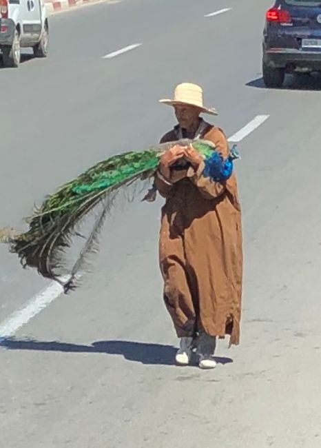 Peacock Man on the Street