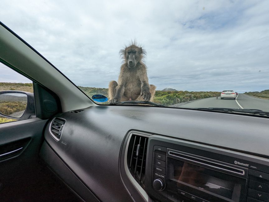 Cape Point Route 165 km
