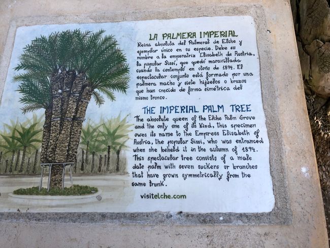 The history of the Sissi palm tree