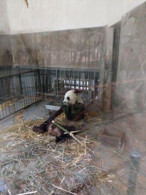 Pandafarm, Chengdu