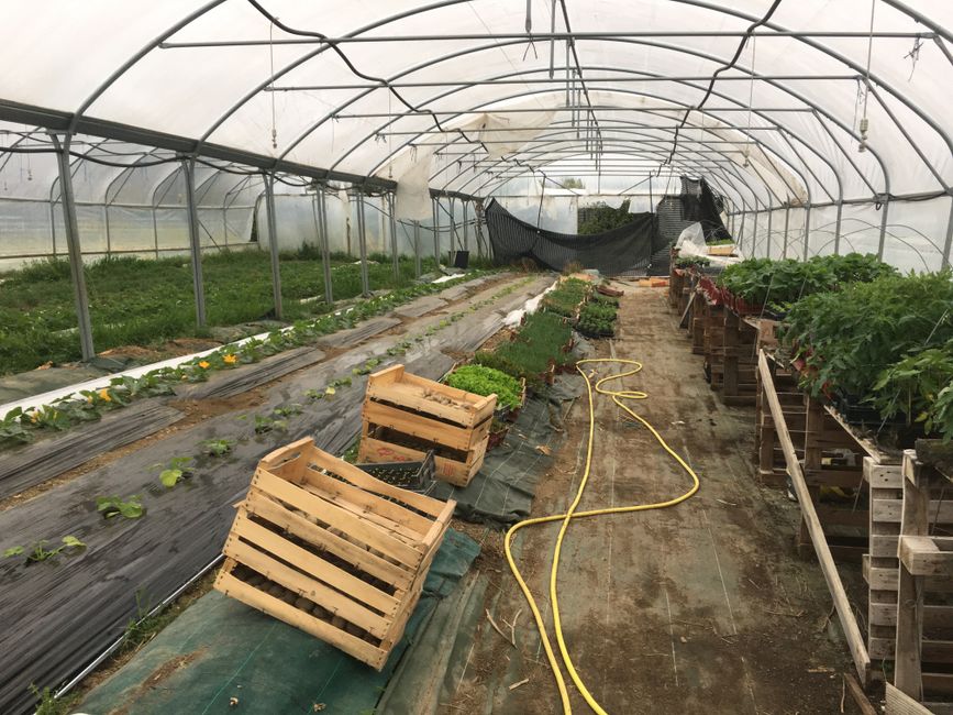 One of the 2 greenhouses. At the moment, there are only strawberries, the season is just starting.