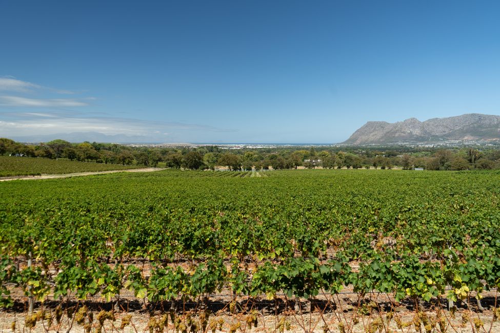 Weingüter in Kapstadt