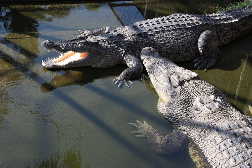 Tag 23: Zahme Fische, Krokodile & ein sprechender Kakadu