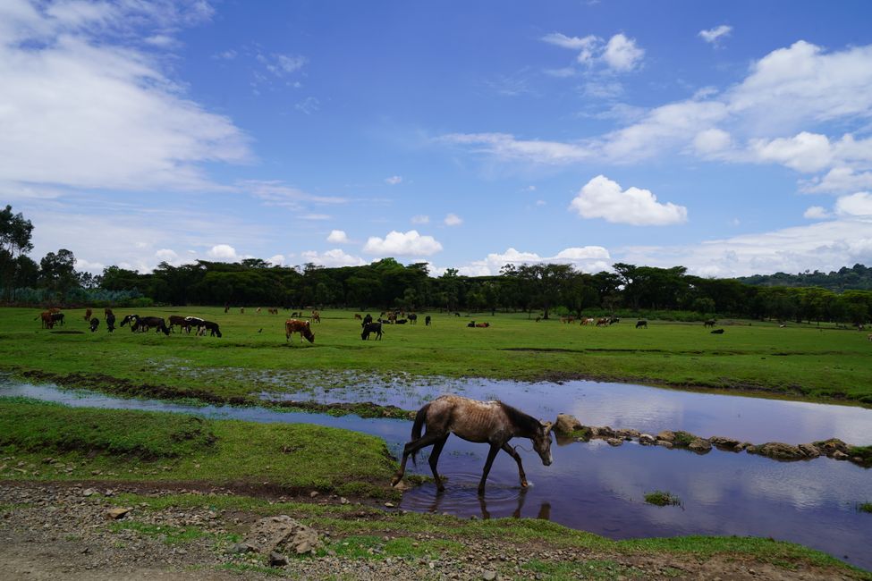 Livestock in Tilili