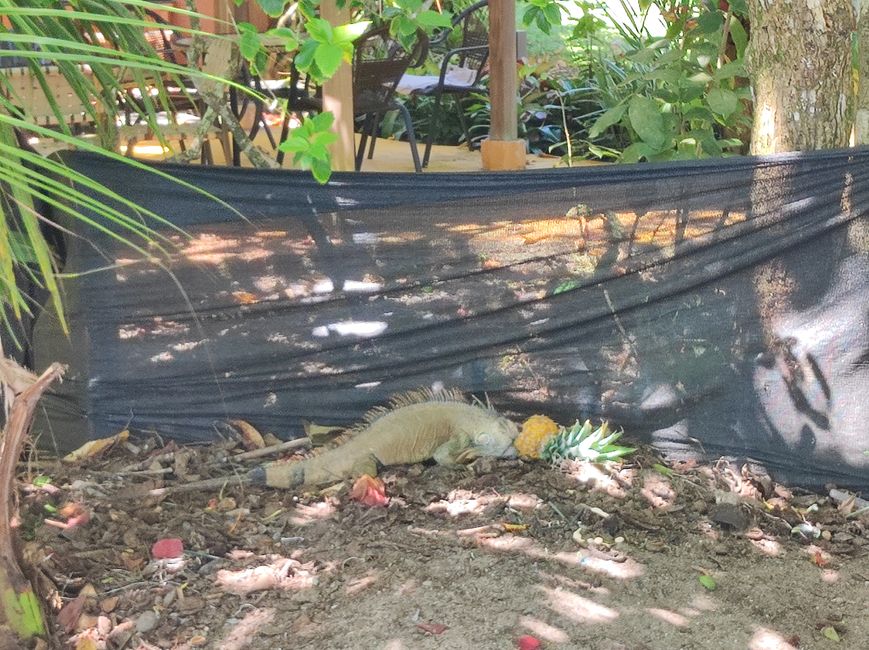 Iguana mampft Ananas