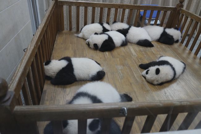 Achter Abschnitt: Von Menschen, die gerne Pandas wären