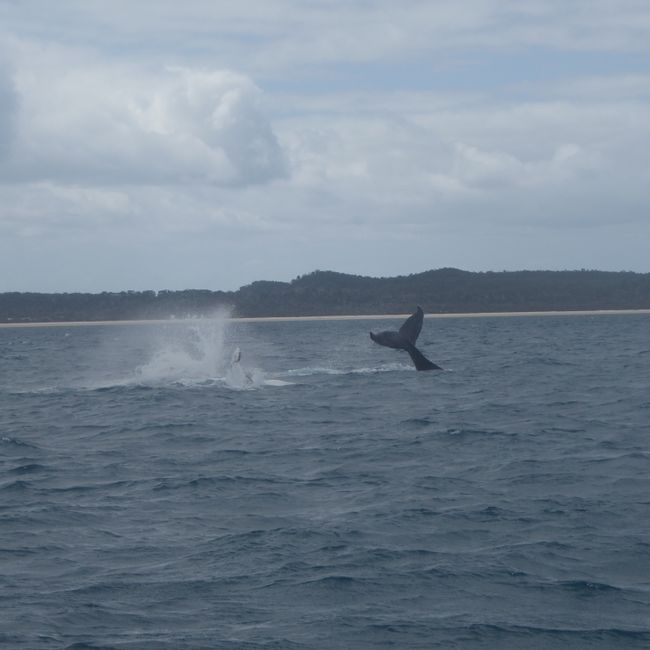 Humpback in front of Fraser Island