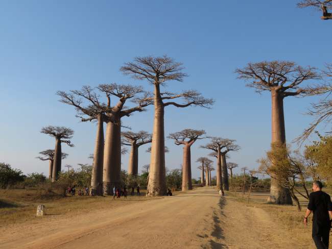 Siubhail tro chruth-tìre Baobab gu Coille Kirindy