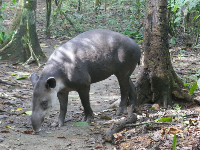 Der Tapir