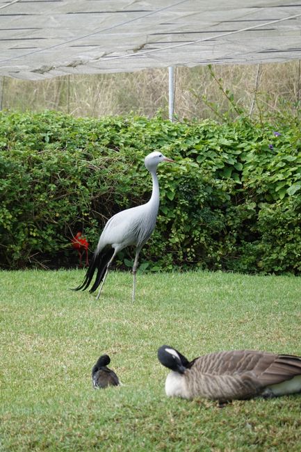 Der Südafrikanische Nationalvogel "blue crane"