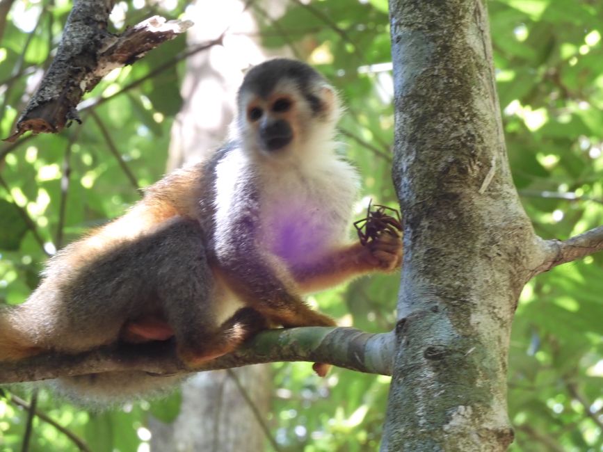 Manuel Antonio National Park - Nature turned into a commercialized experience