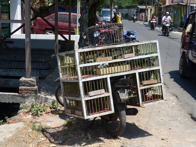 Moped vom Vogelhändler