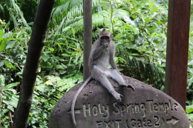 Tag 5: Monkey Forest Ubud