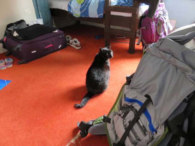 Hostel cat in hostel room