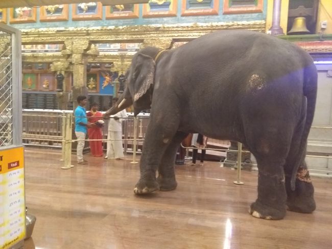 Tempel -lefant
