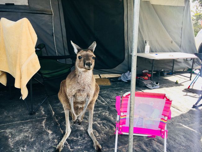 Caught a kangaroo in someone else's awning.. 