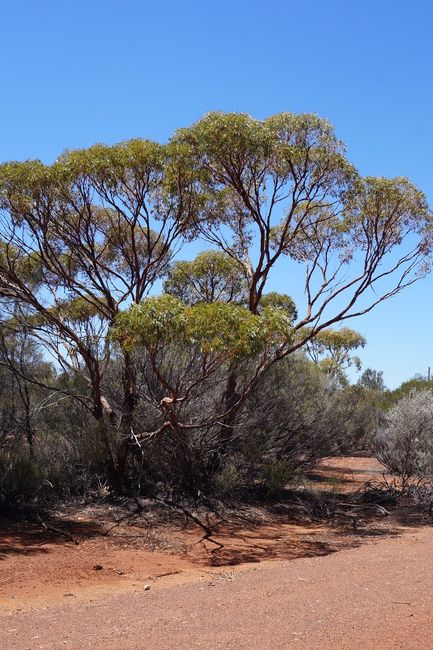 Eucalyptus trees, the seeds only germinate during bushfires