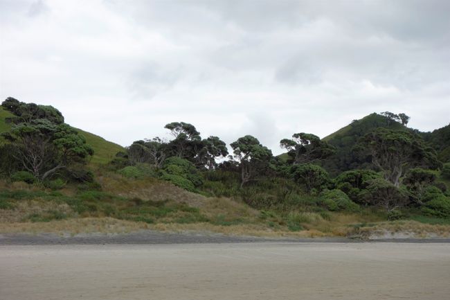The vegetation at the coast at Whangarai