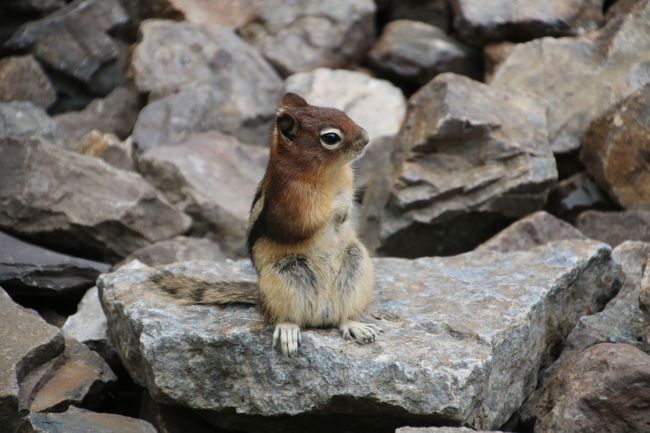A chipmunk heard the rustling of the cookie bag and came running...