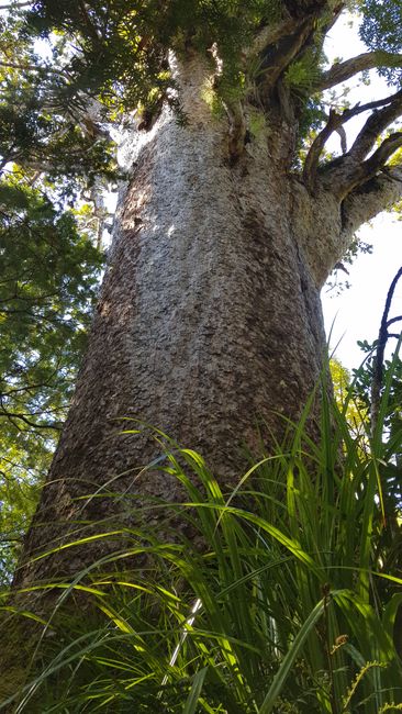 Day 3: Ruakaka - Waipoua Forest