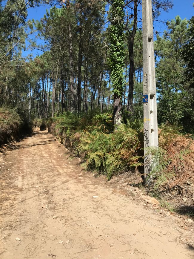 Zone forestière près de Belinho