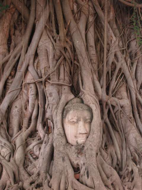 Buddha Head (Ayutthaya)