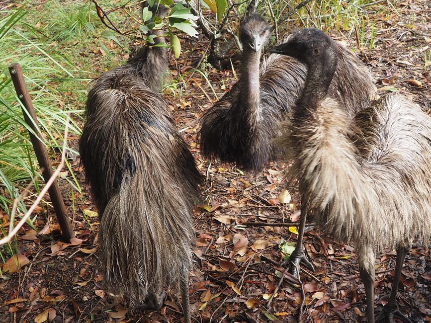 Emus, not amused, haben ganz schön gefaucht..