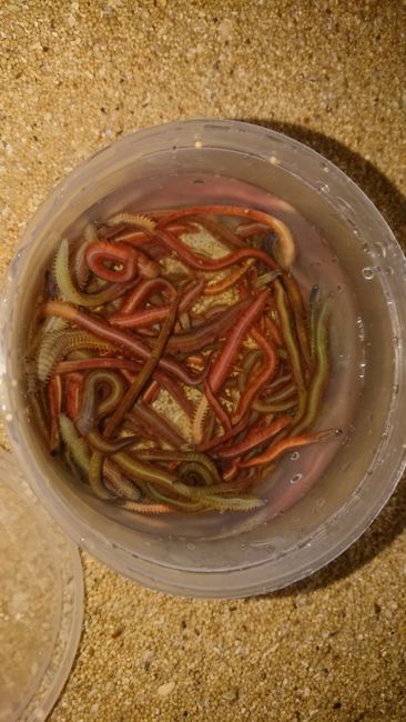 The worms fresh