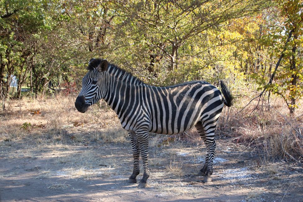 Zebra vor dem Royal Livingstone Hotel