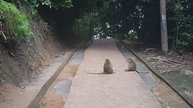 Diese zwei Exemplare waren noch harmlos. Direkt vor der Brücke haben mich zwei Affen abgefangen. Sie sind auch nicht aus dem Weg gegangen. Sie kamen immer näher, rufen brachte nichts. Man musste schon schon in ihre Richtung kicken. Ich hatte schon etwas Angst, da sie auch ihre Mäuler aufrissen. Aber letztendlich konnte ich seitlich den Weg passieren zur Brücke. 