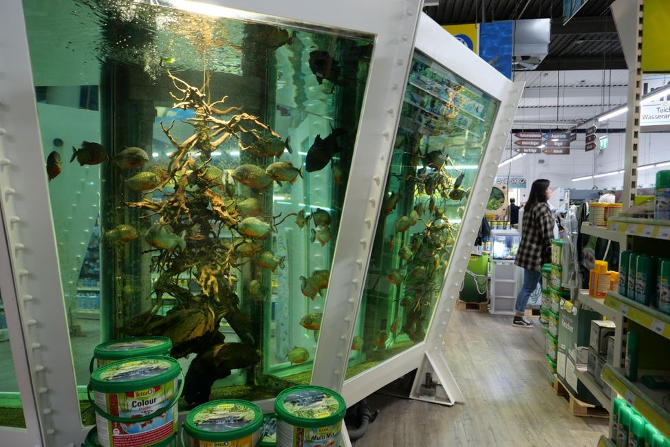 Aquarium with piranhas 