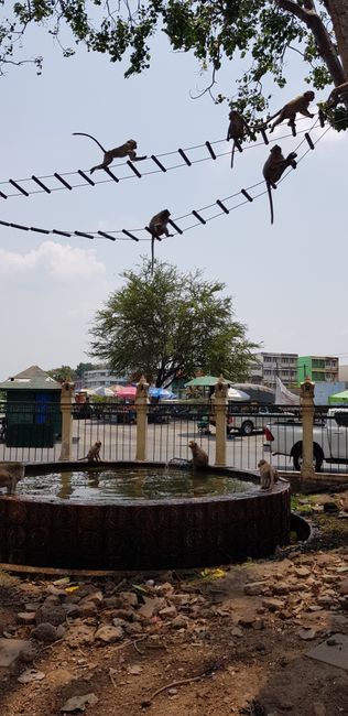 Lopburi - die Stadt der Affen (day 8-9)