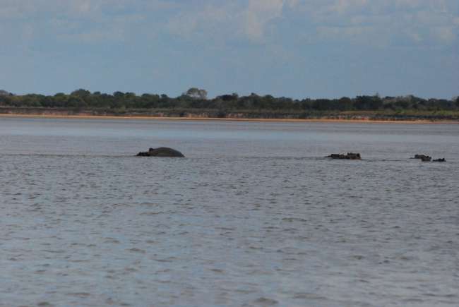 Hippo lying down, small hippo is visible on the side